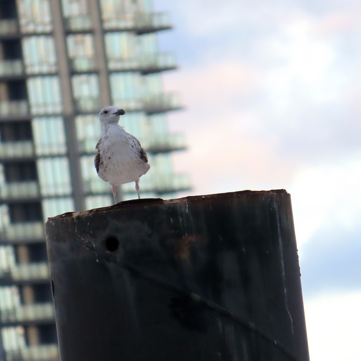 Great Black-backed Gull - ML643844526
