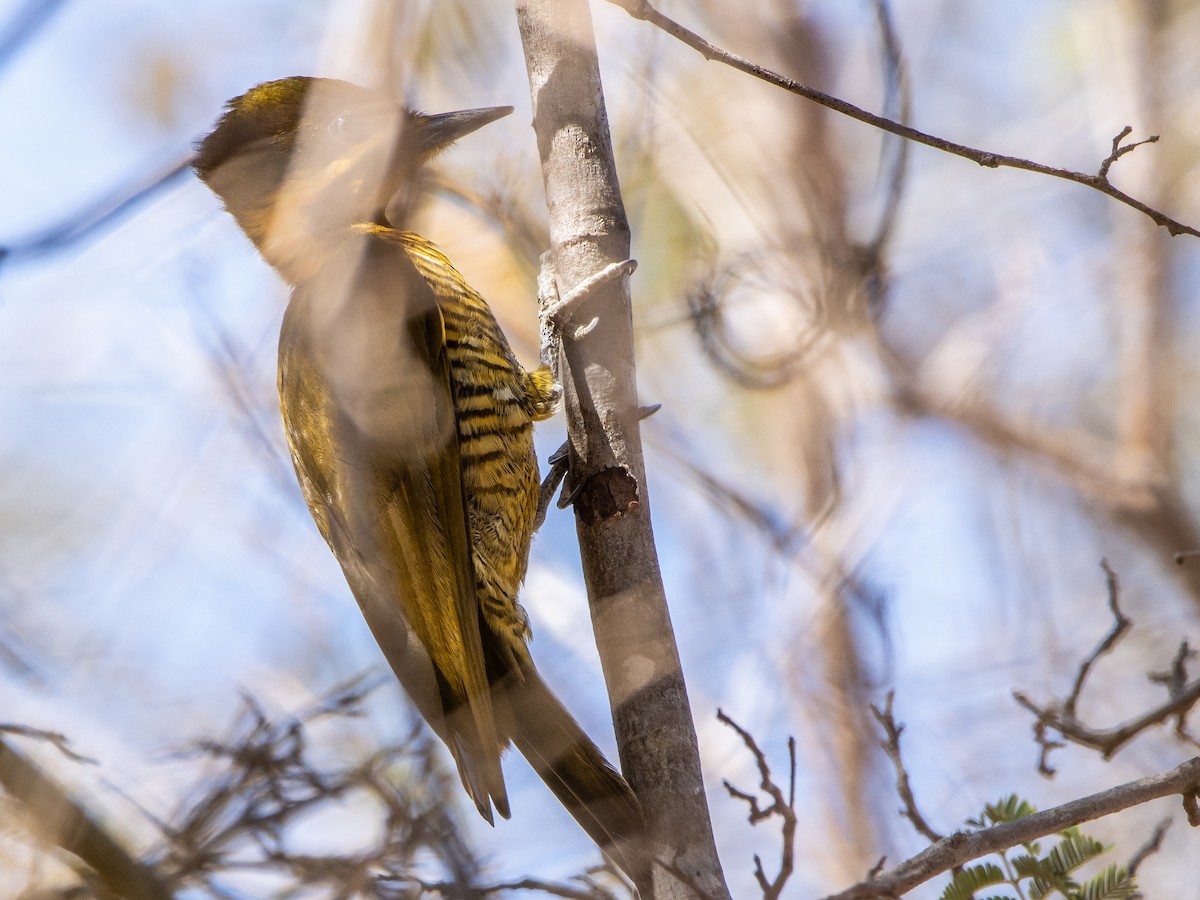 モリゲラ（chrysochloros） - ML643844528