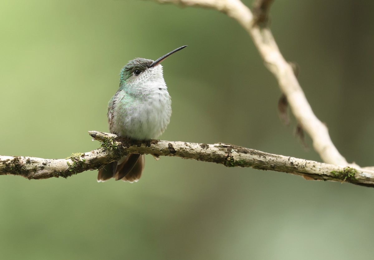 Green-and-white Hummingbird - ML643844539