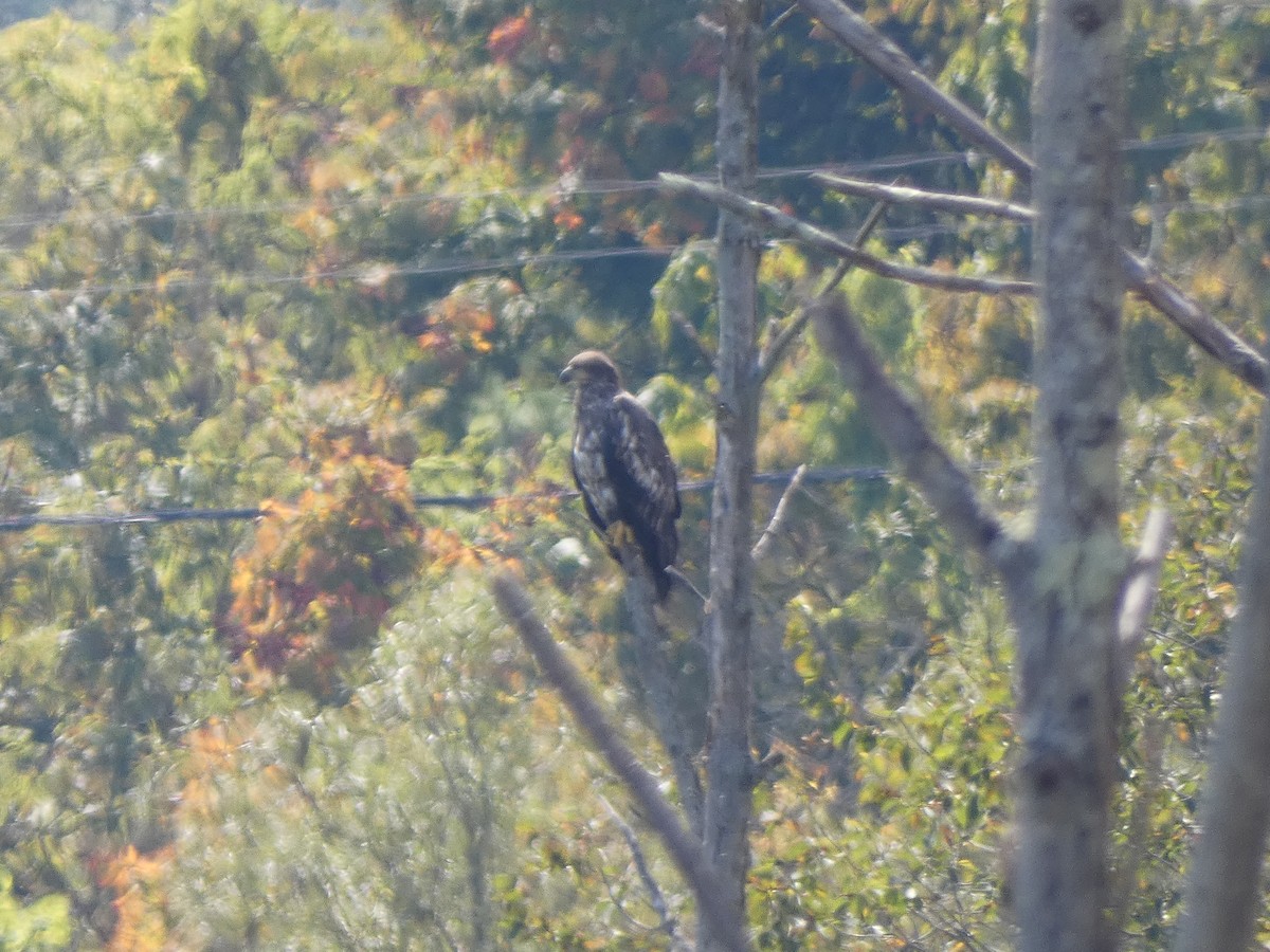 Bald Eagle - ML643844552