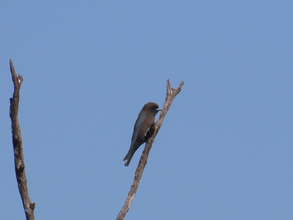 Little Woodswallow - ML643844553