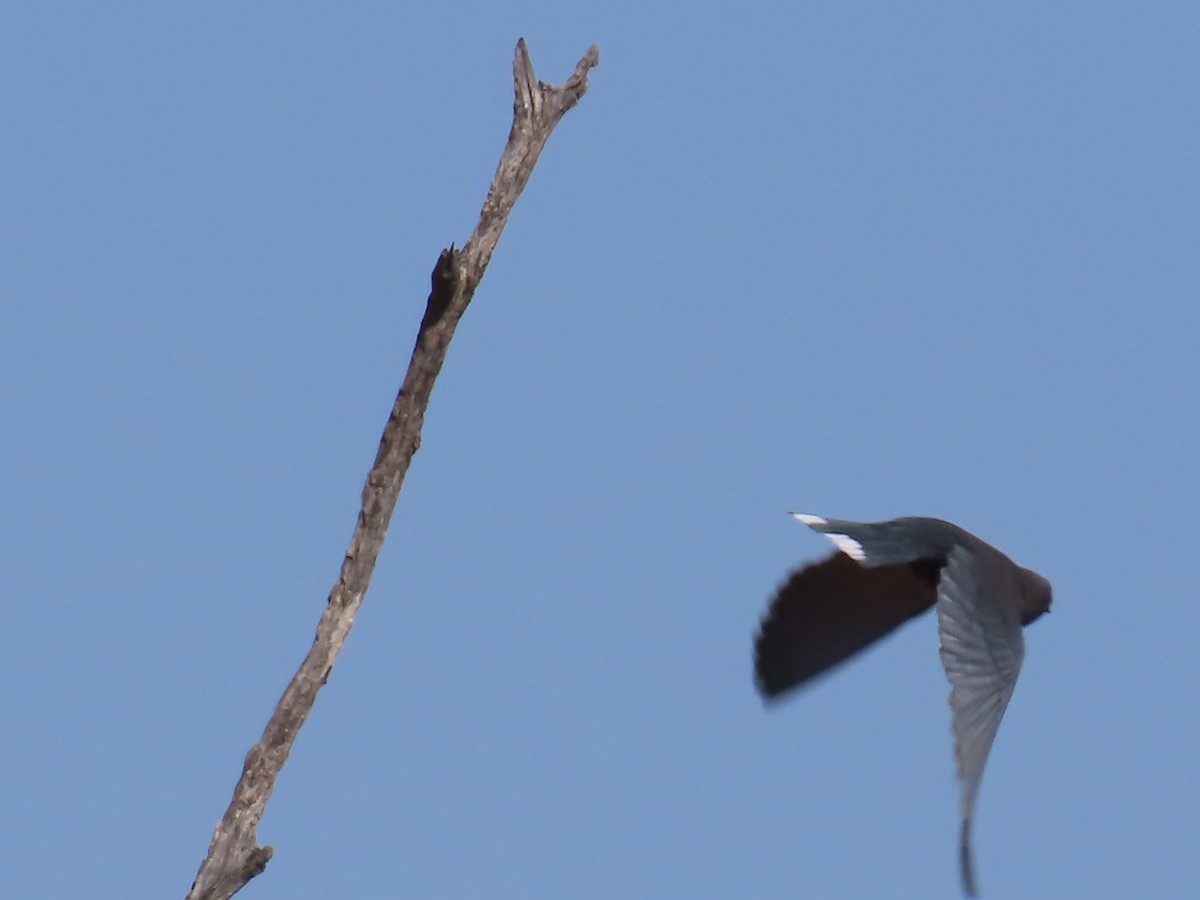 Little Woodswallow - ML643844554