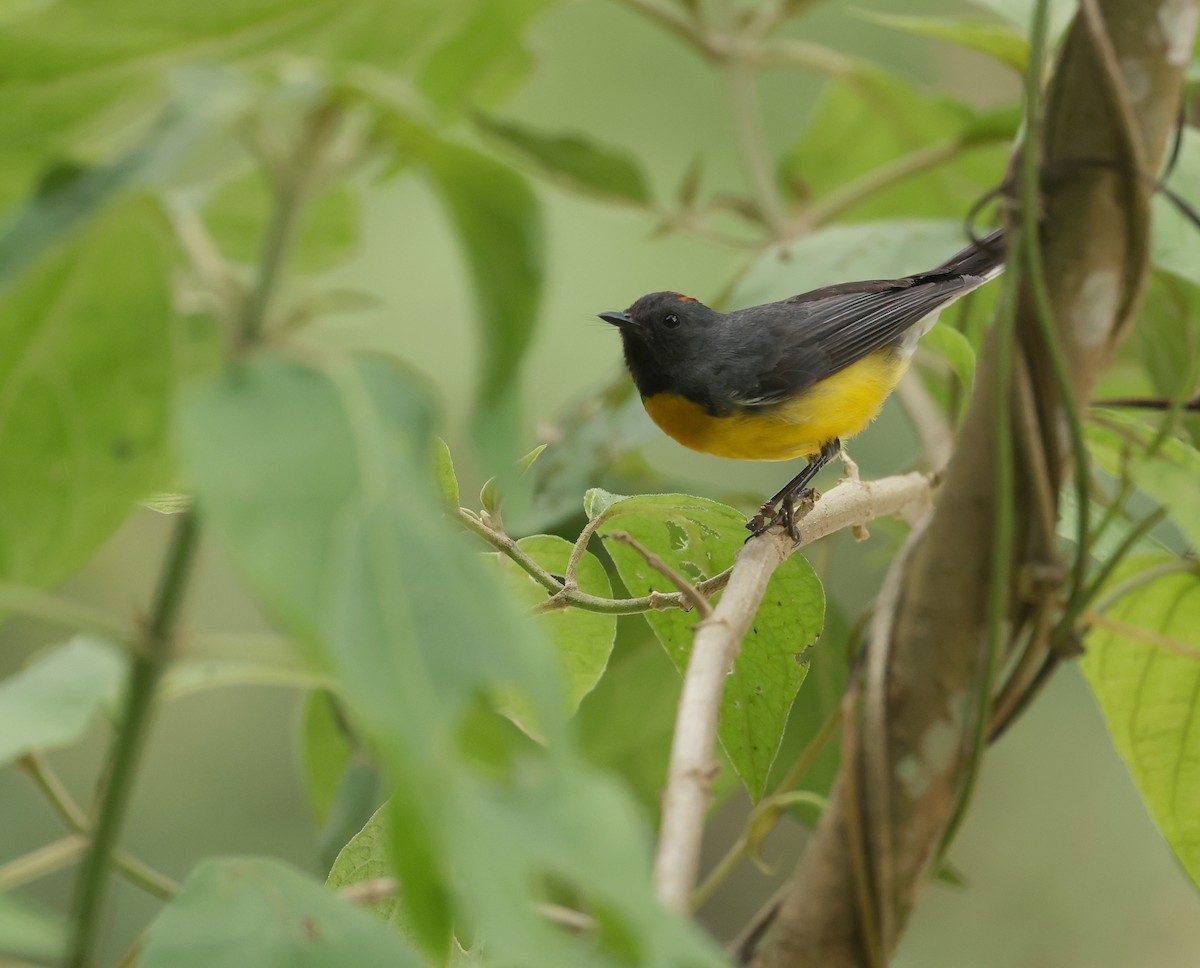 Slate-throated Redstart - ML643844565