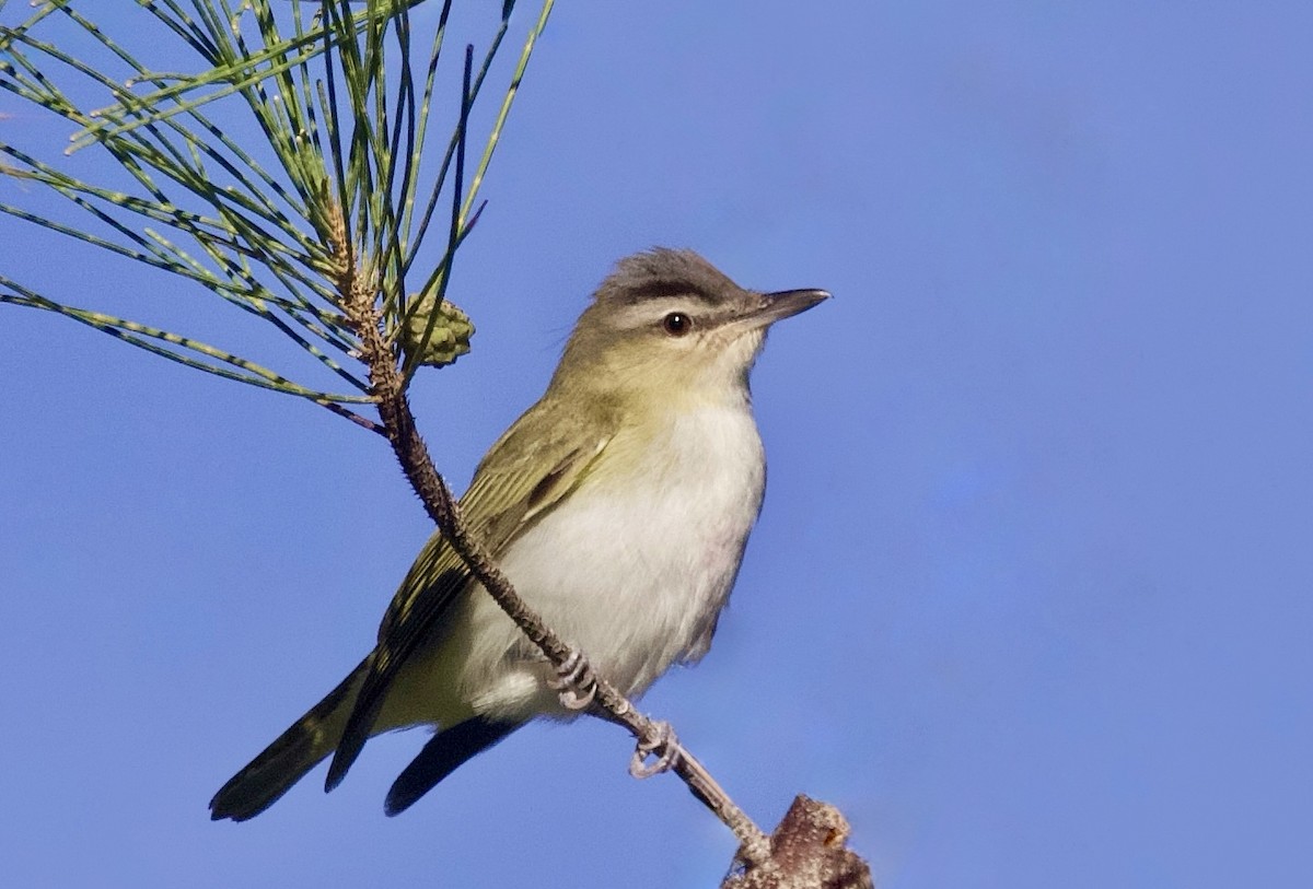Rotaugenvireo - ML643844586