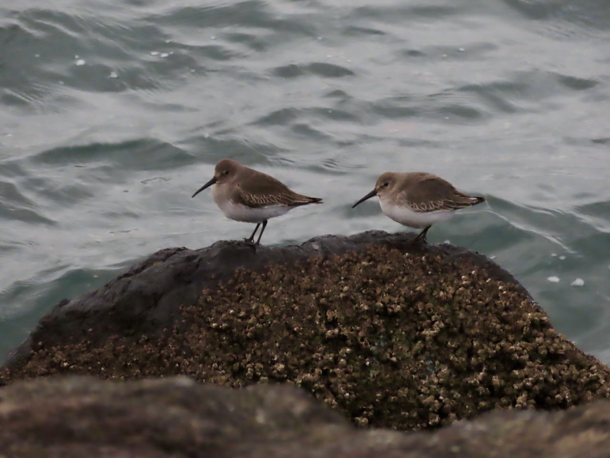 myrsnipe - ML643844588