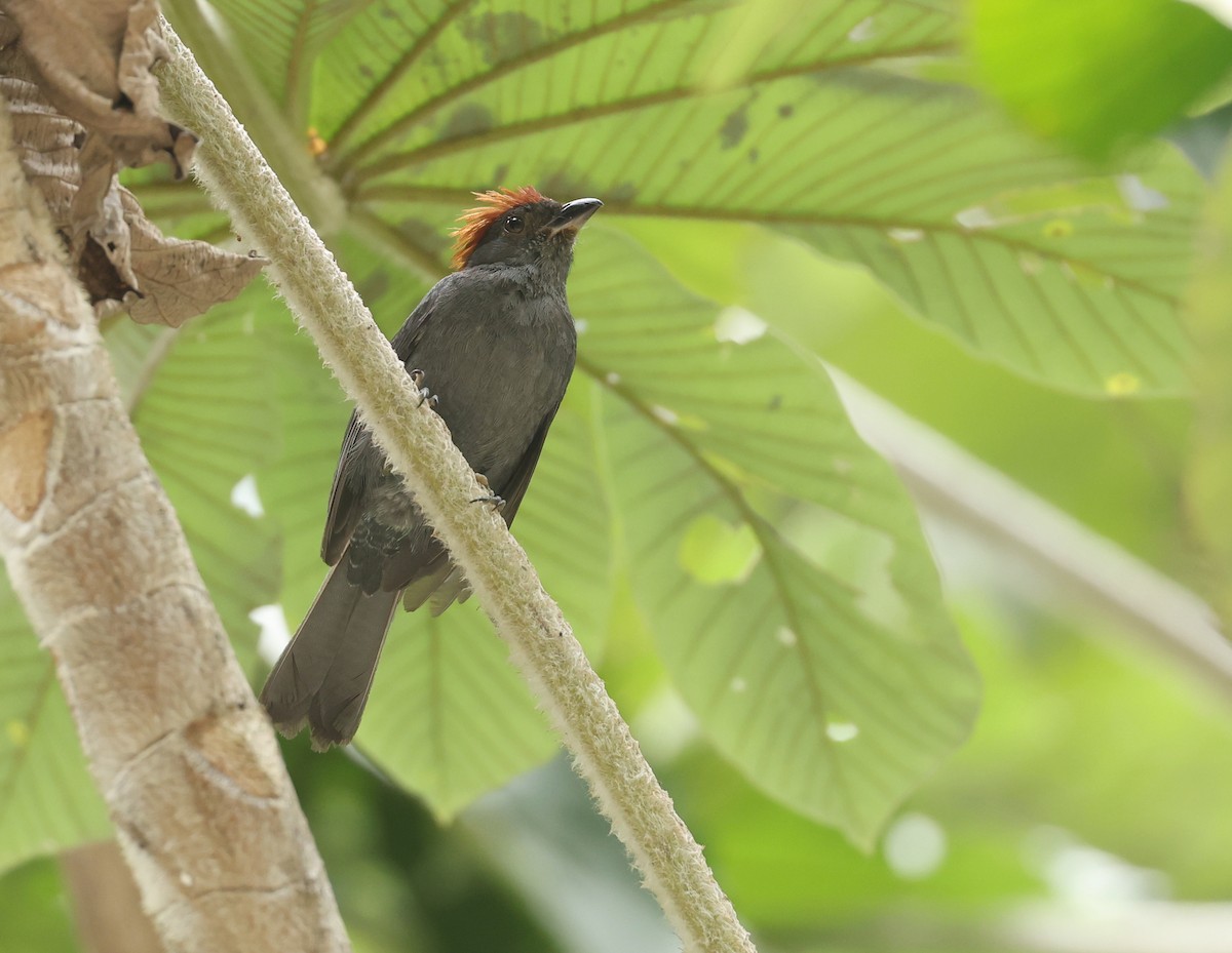 Slaty Tanager - ML643844606
