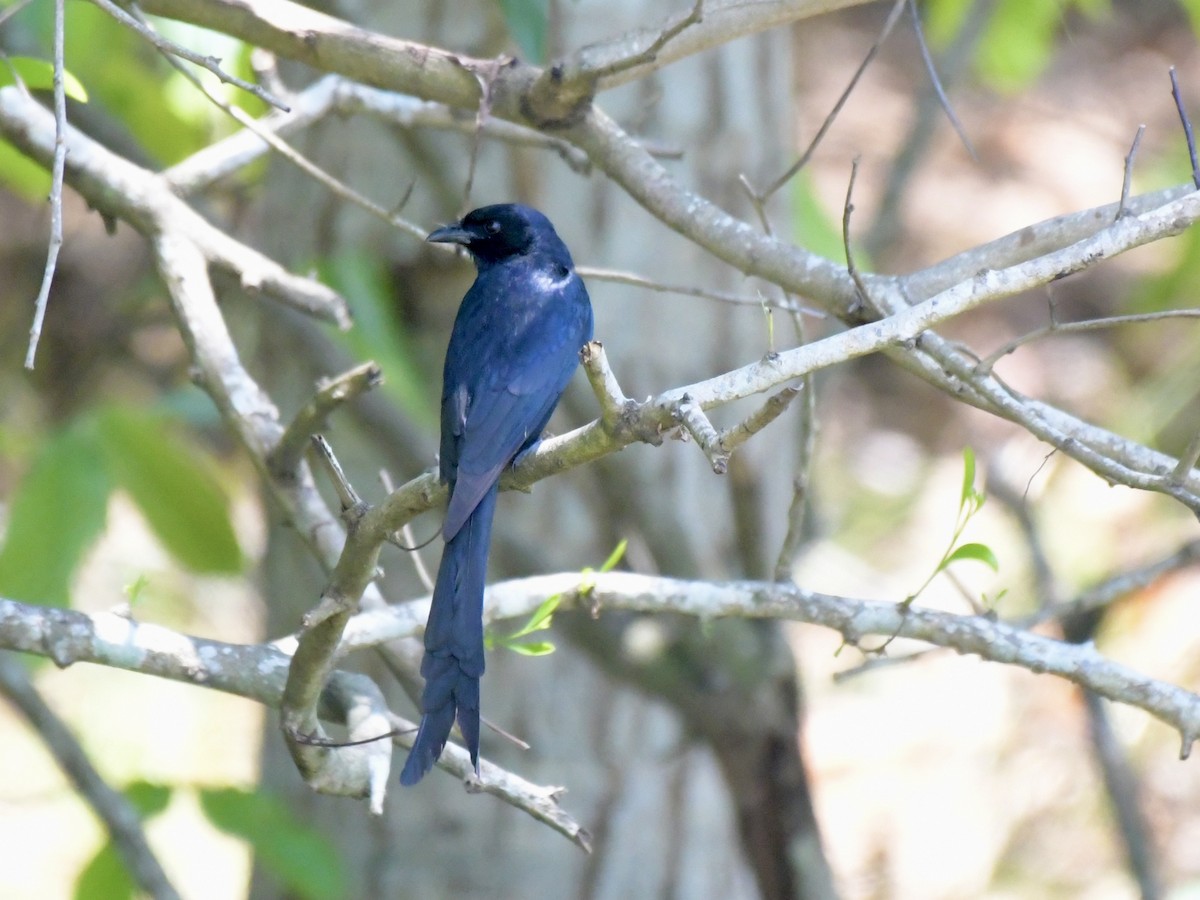 Black Drongo - ML643844632