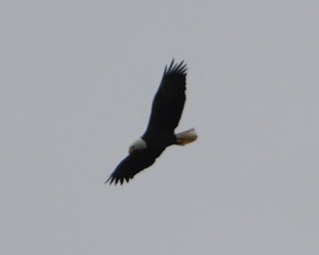 Bald Eagle - ML643844635