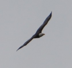 Bald Eagle - ML643844636