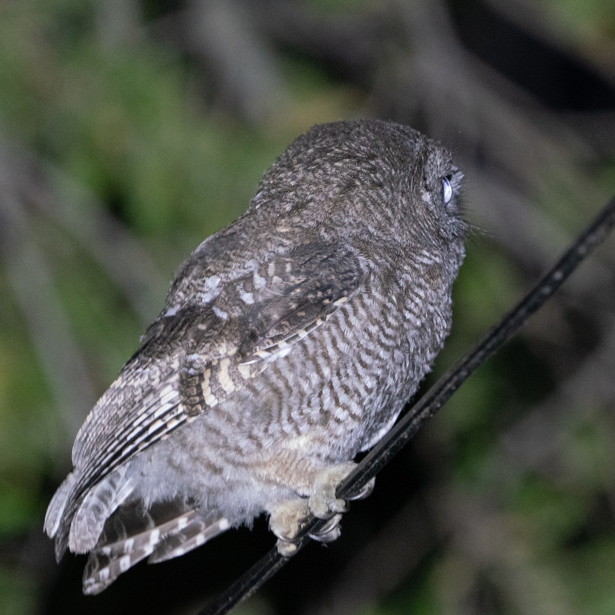 Western Screech-Owl - ML643844642