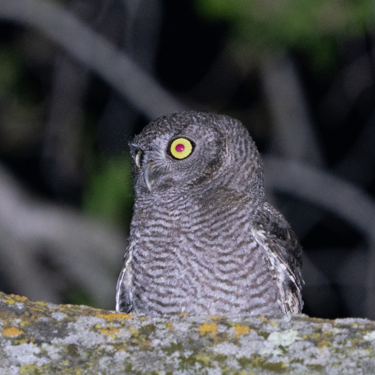 Western Screech-Owl - ML643844654