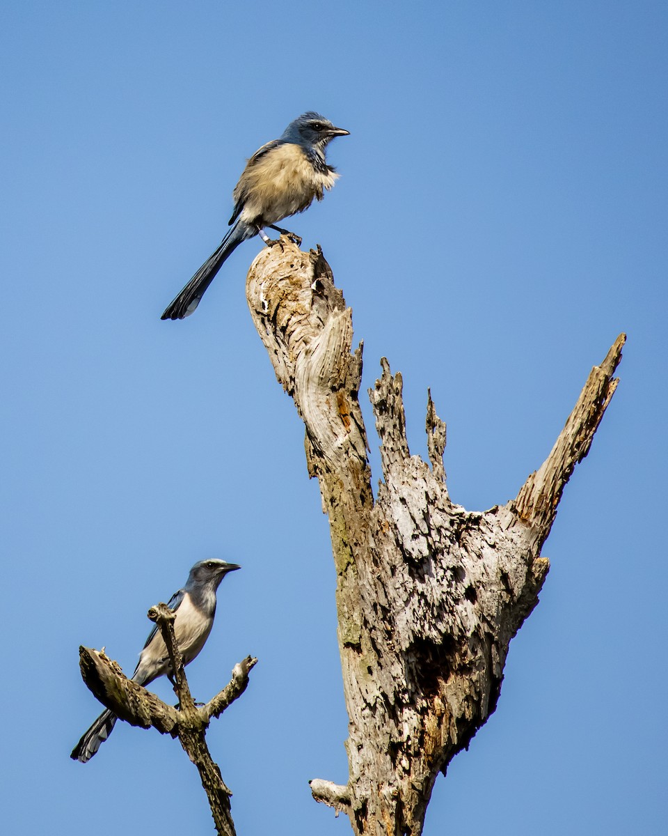Florida Scrub-Jay - ML643844686
