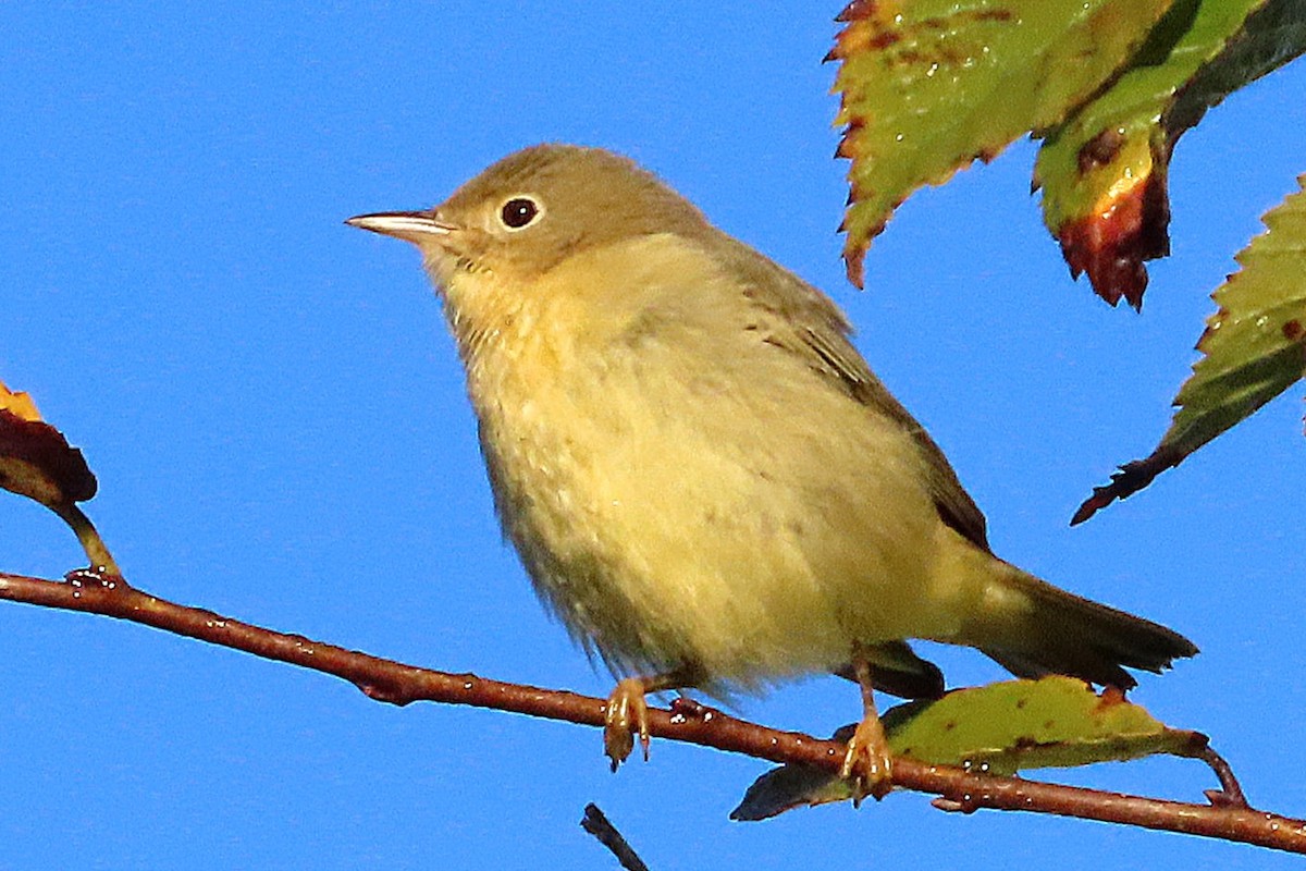 Nashville Warbler - ML643844699