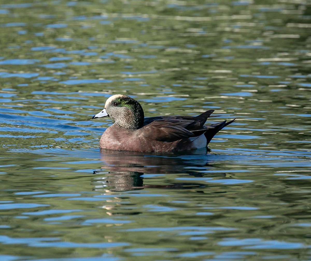 American Wigeon - ML643844702