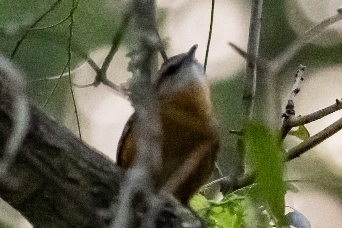 Carolina Wren - ML643844713