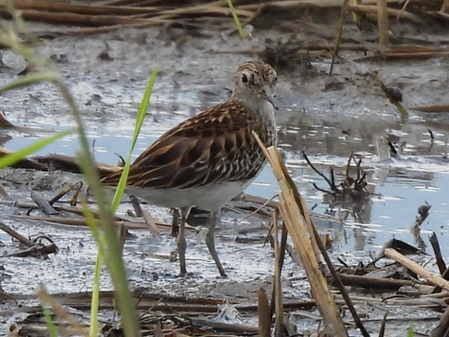 Calidris, unbestimmt - ML643844714