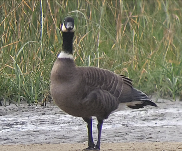 berneška malá - ML643844718