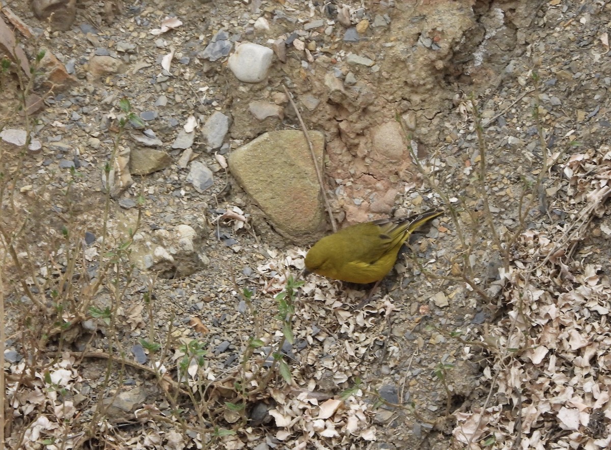 Greenish Yellow-Finch - ML643844733
