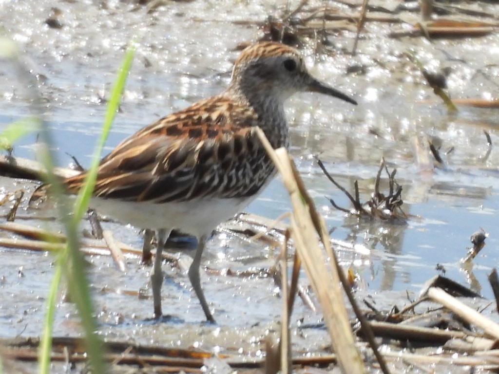 Calidris, unbestimmt - ML643844737