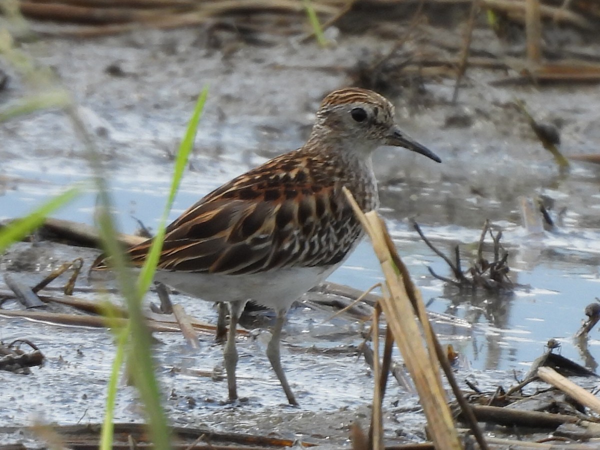 Calidris, unbestimmt - ML643844756