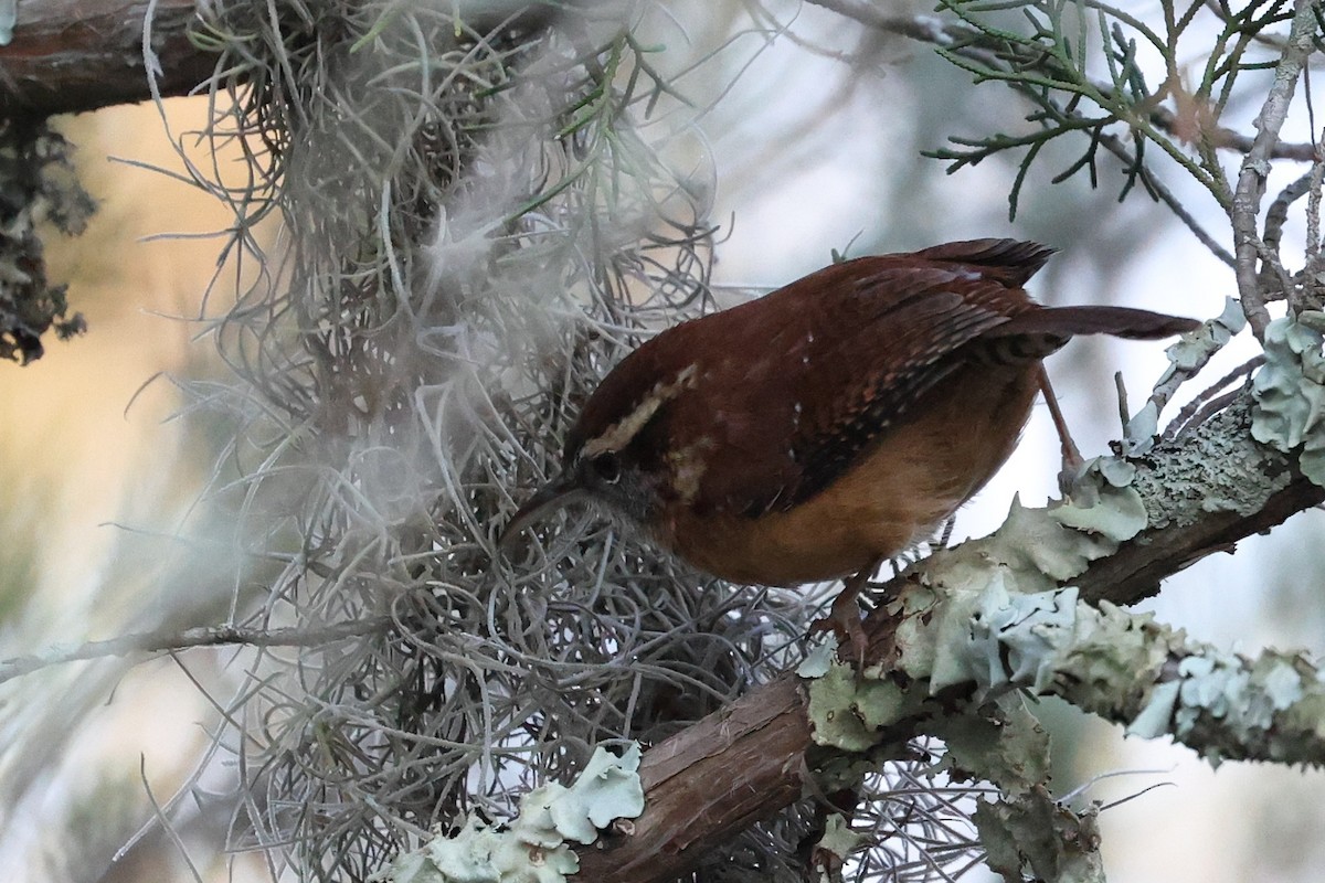 Carolina Wren - ML643844757