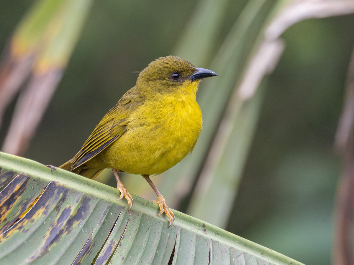 Mitrospin viréon - ML643844769