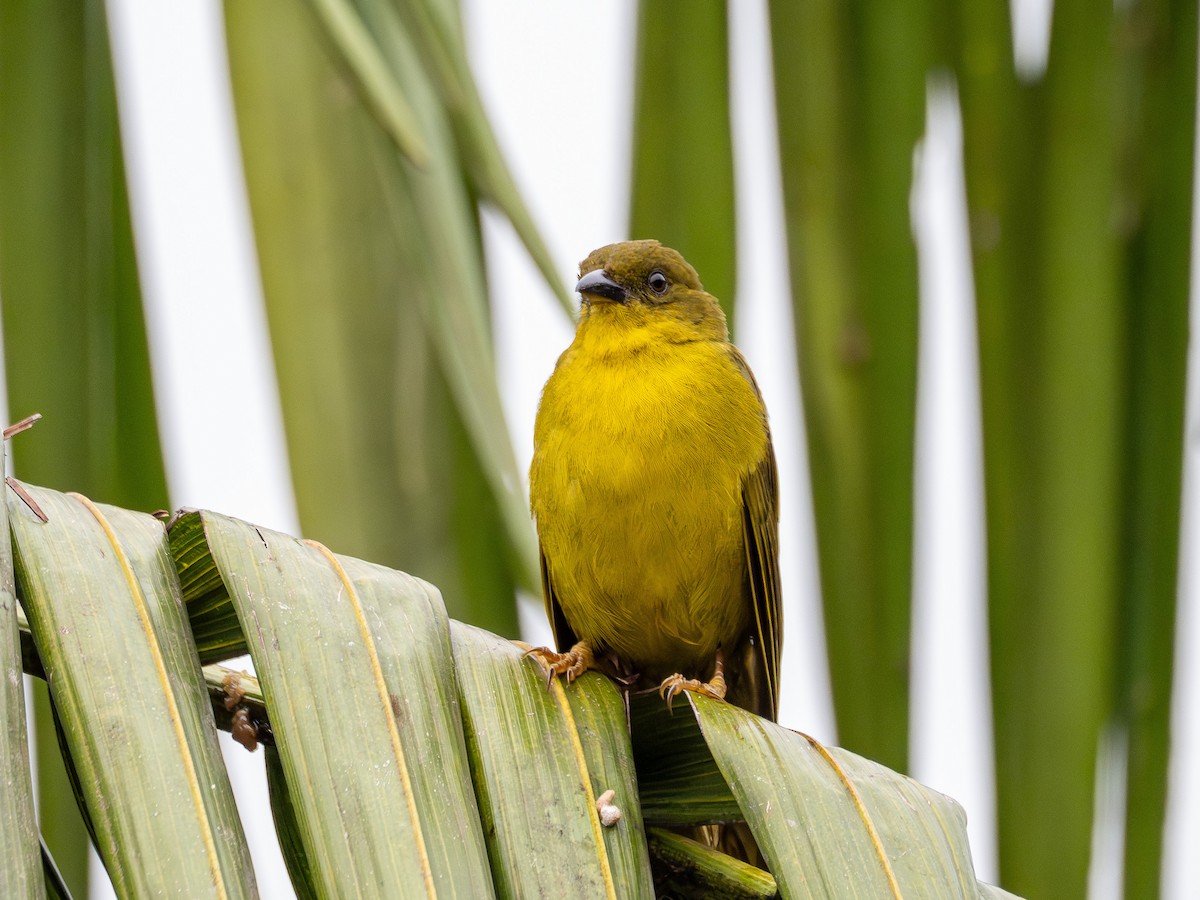 Mitrospin viréon - ML643844770