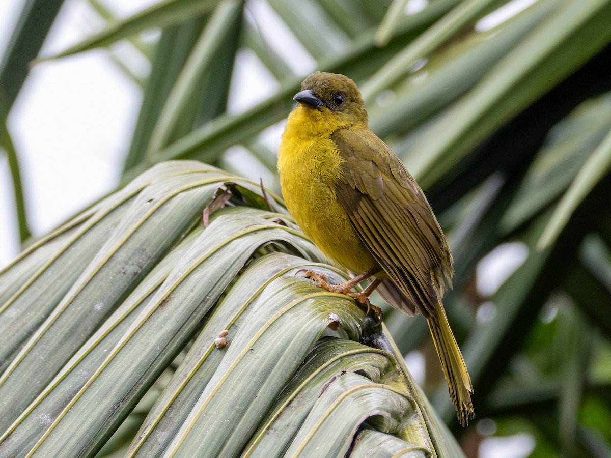 Mitrospin viréon - ML643844771