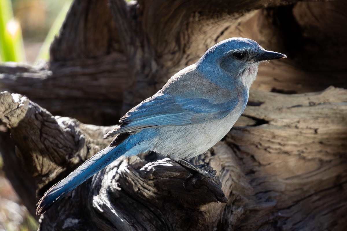 Woodhouse's Scrub-Jay - ML643844780
