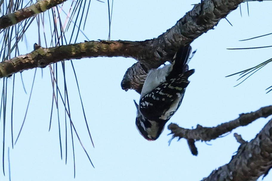 Downy Woodpecker - ML643844784