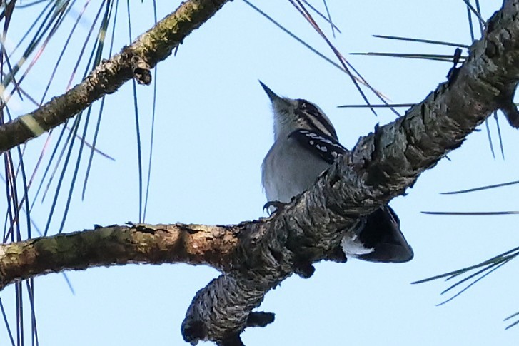 Downy Woodpecker - ML643844785