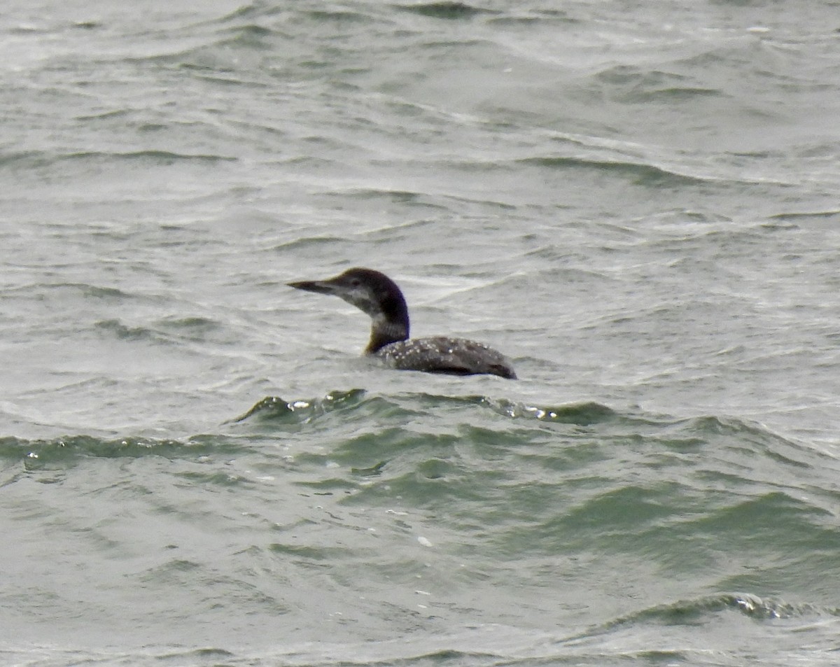 Common Loon - ML643844787