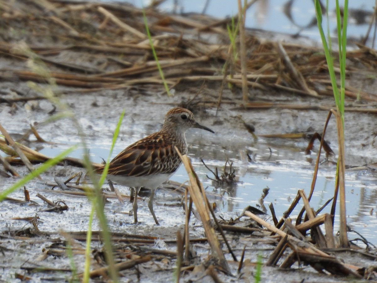 Calidris, unbestimmt - ML643844801