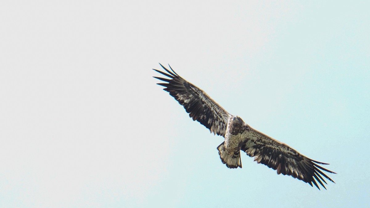Bald Eagle - ML643844802