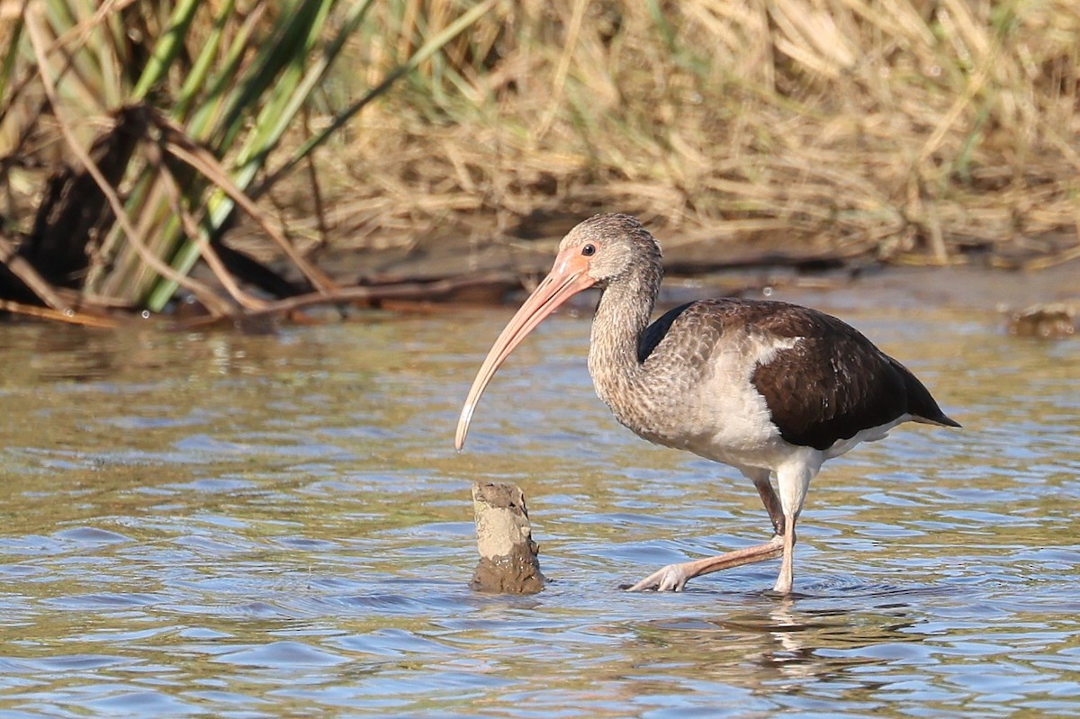 White Ibis - ML643844808