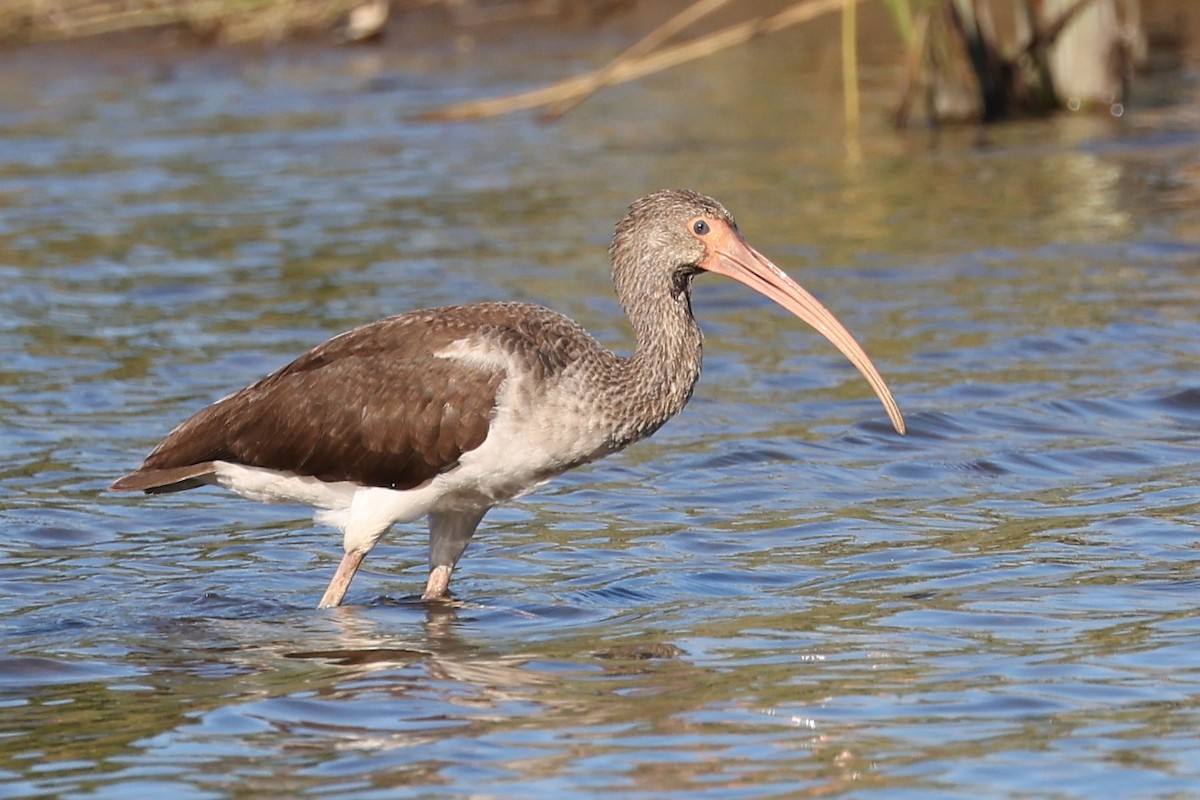 White Ibis - ML643844809