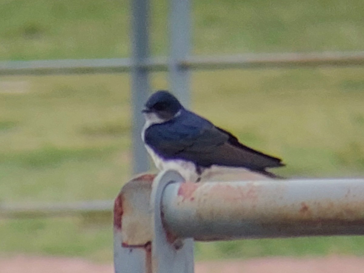 Gray-breasted Martin - ML643844813