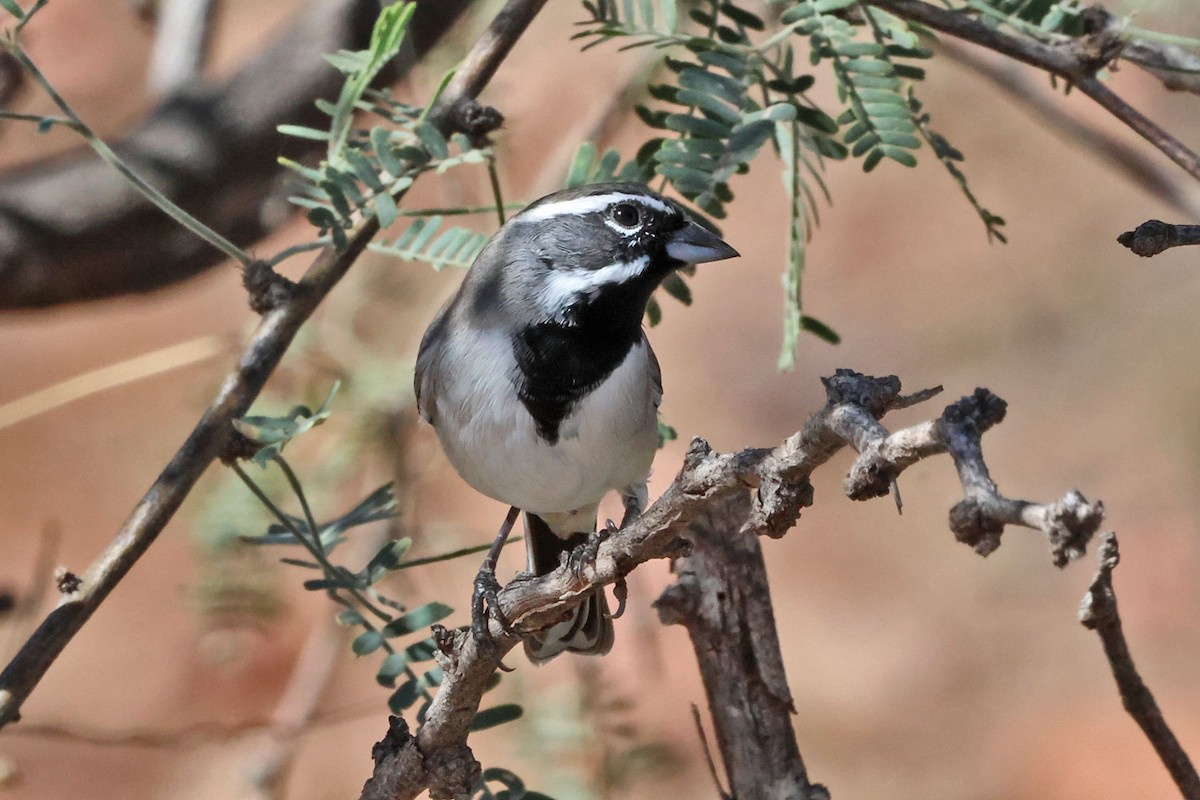 Black-throated Sparrow - ML643844816