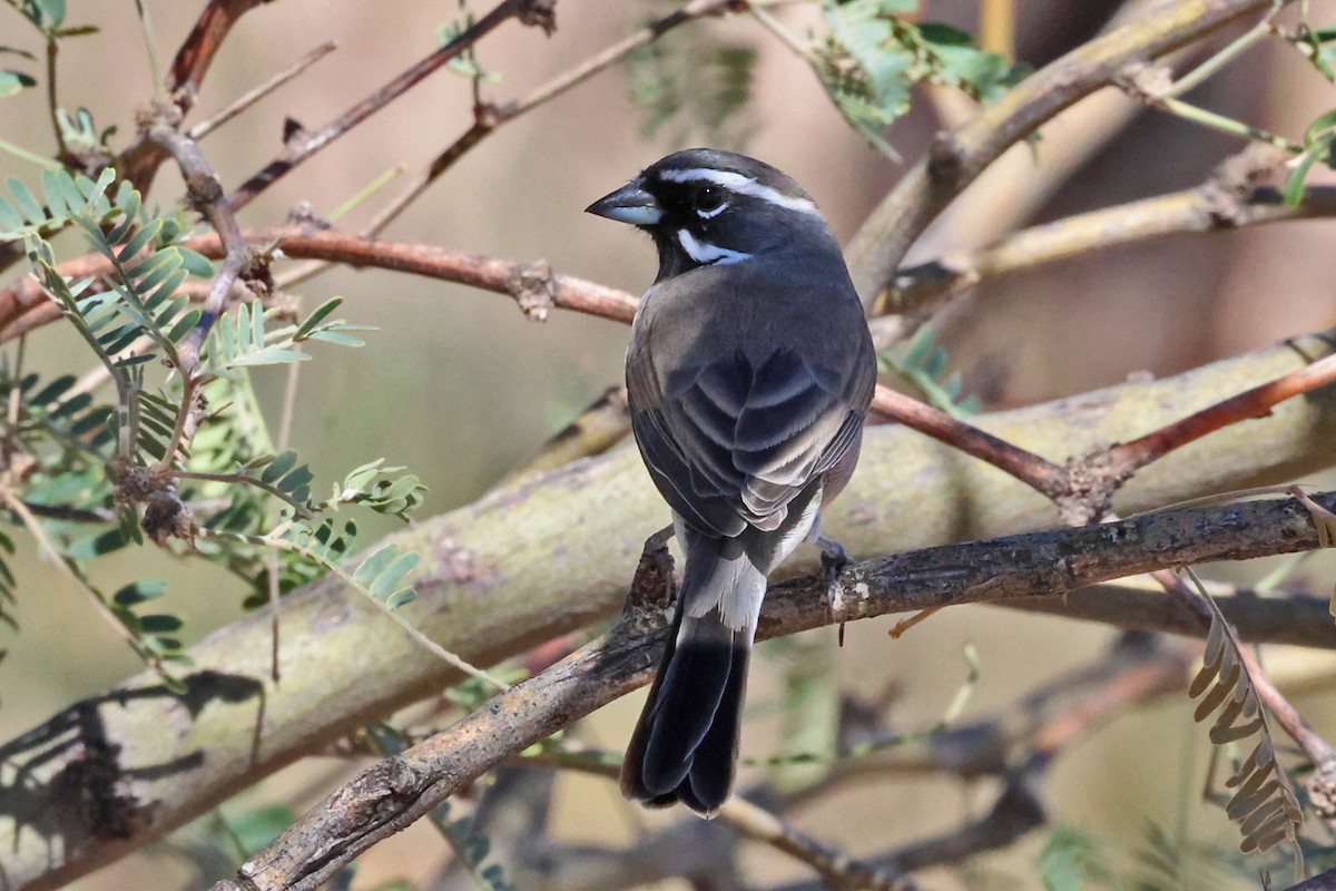 Black-throated Sparrow - ML643844817