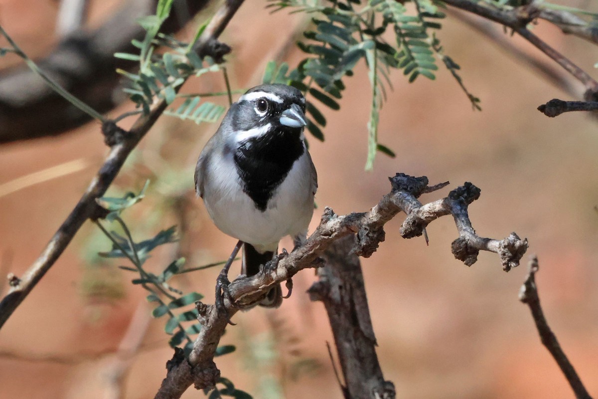 Black-throated Sparrow - ML643844818