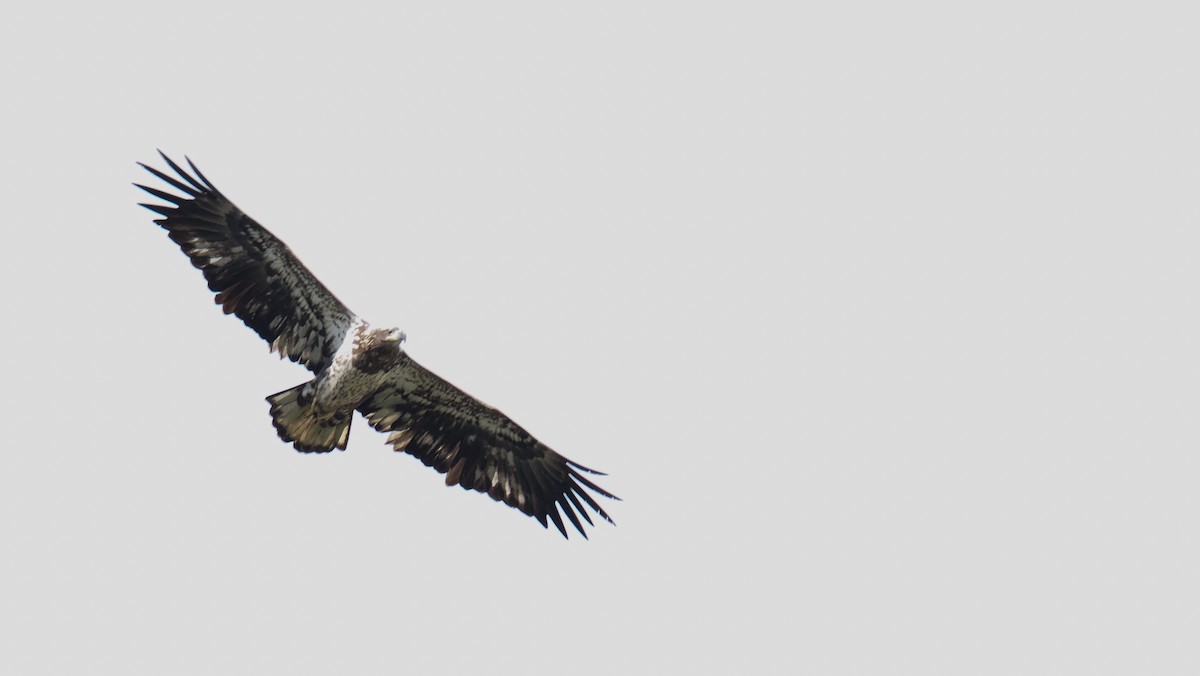 Bald Eagle - ML643844819