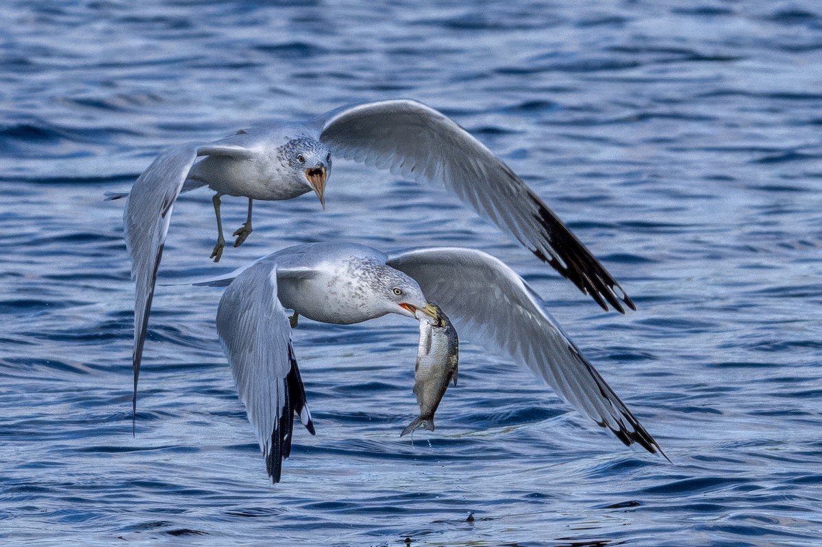 Ring-billed Gull - ML643844825