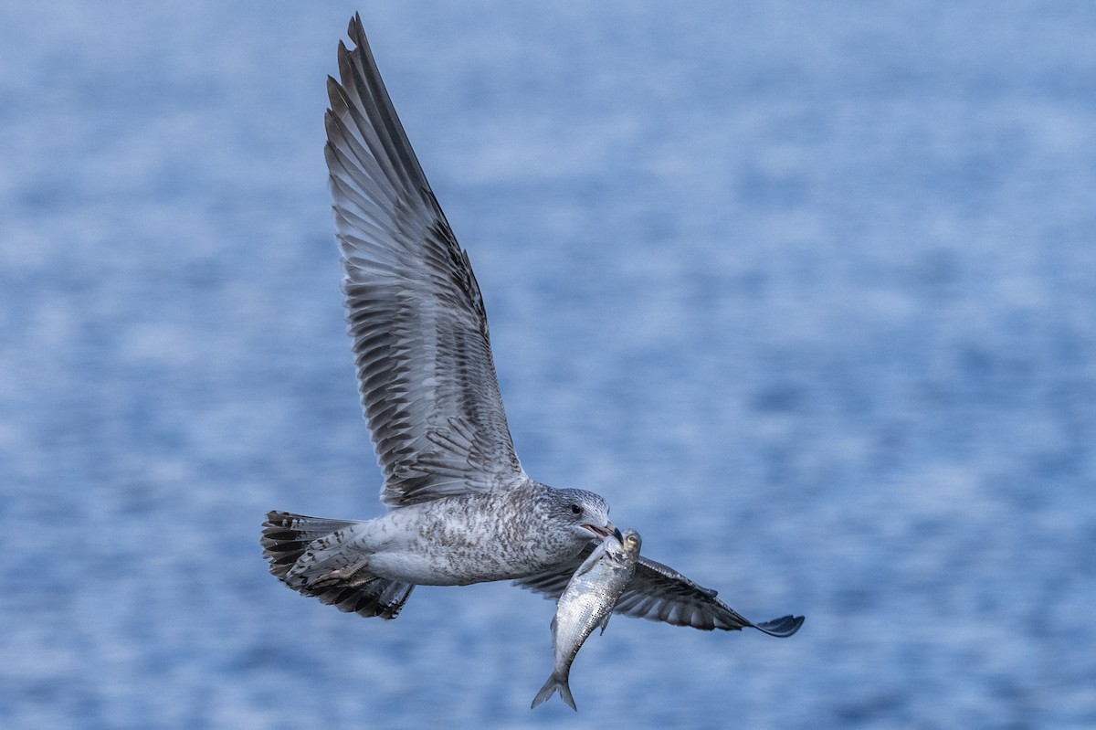 Ring-billed Gull - ML643844837