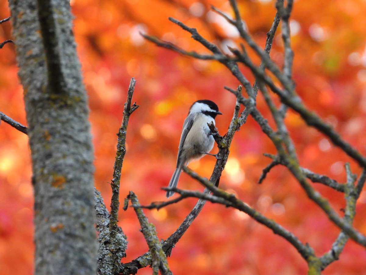 Black-capped Chickadee - ML643844840