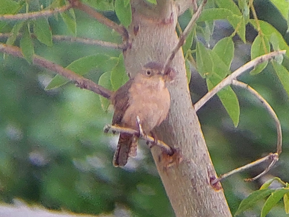 Southern House Wren - ML643844844