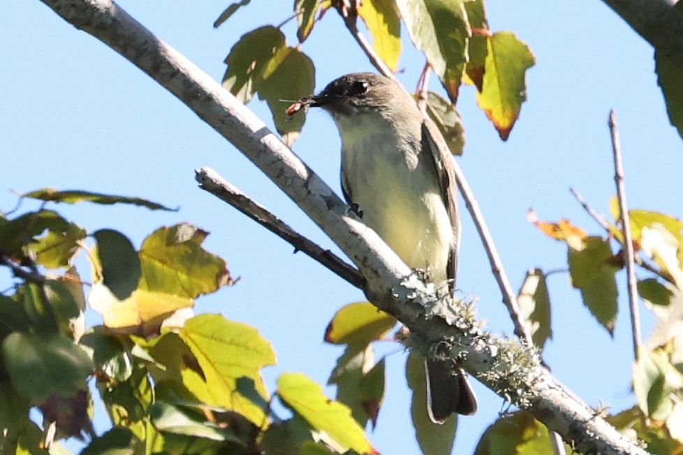 Eastern Phoebe - ML643844853