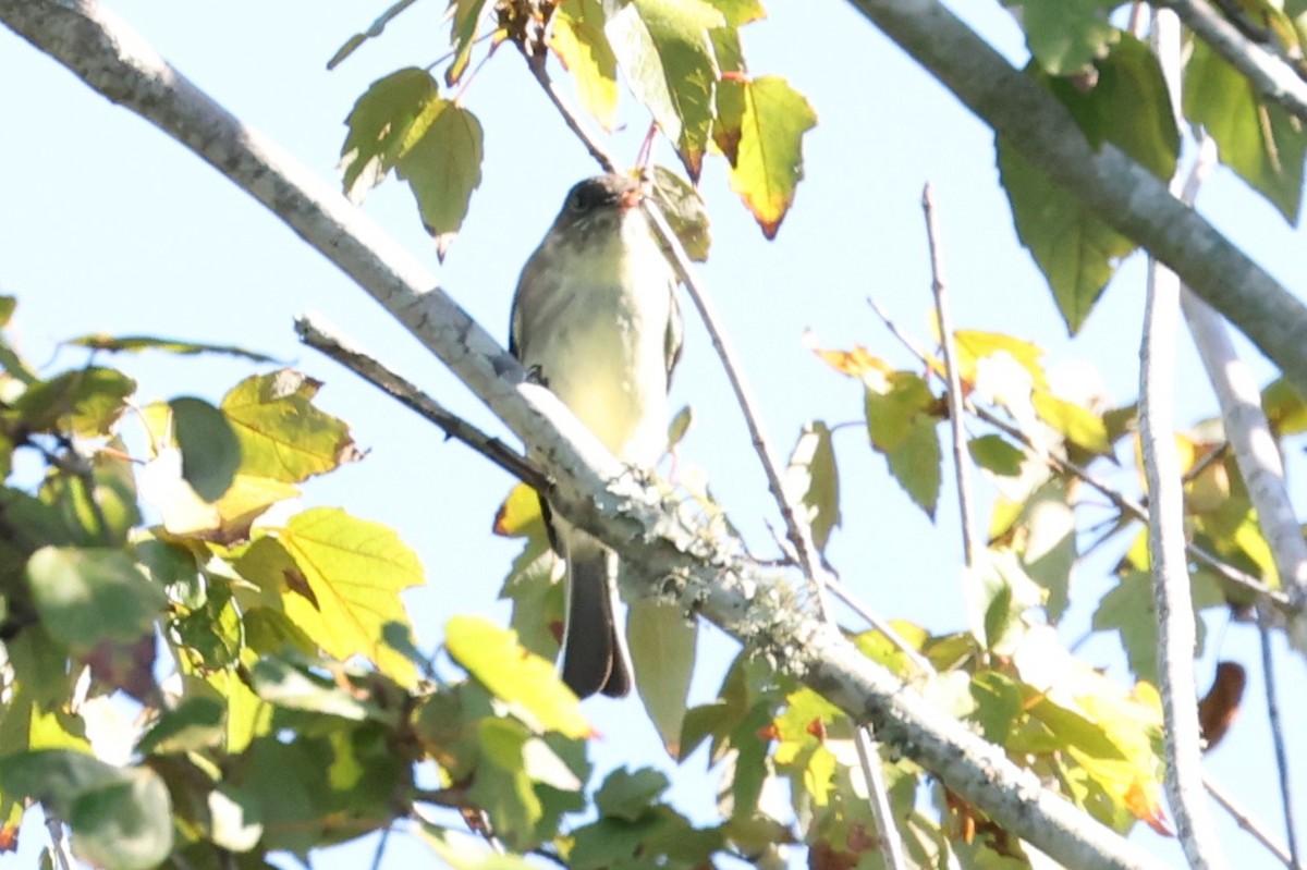 Eastern Phoebe - ML643844854