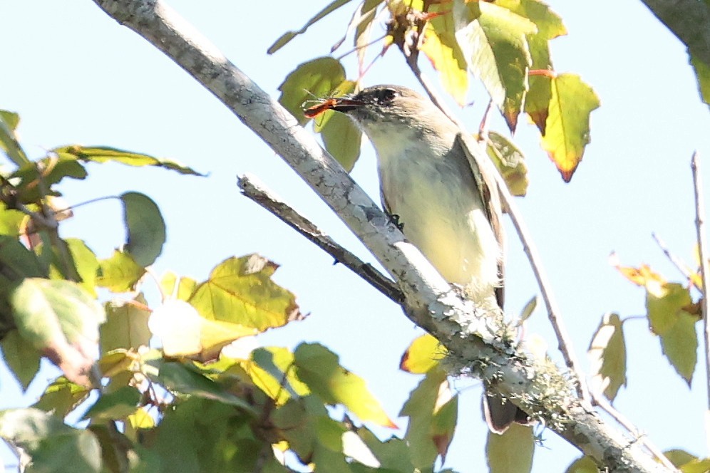 Eastern Phoebe - ML643844855