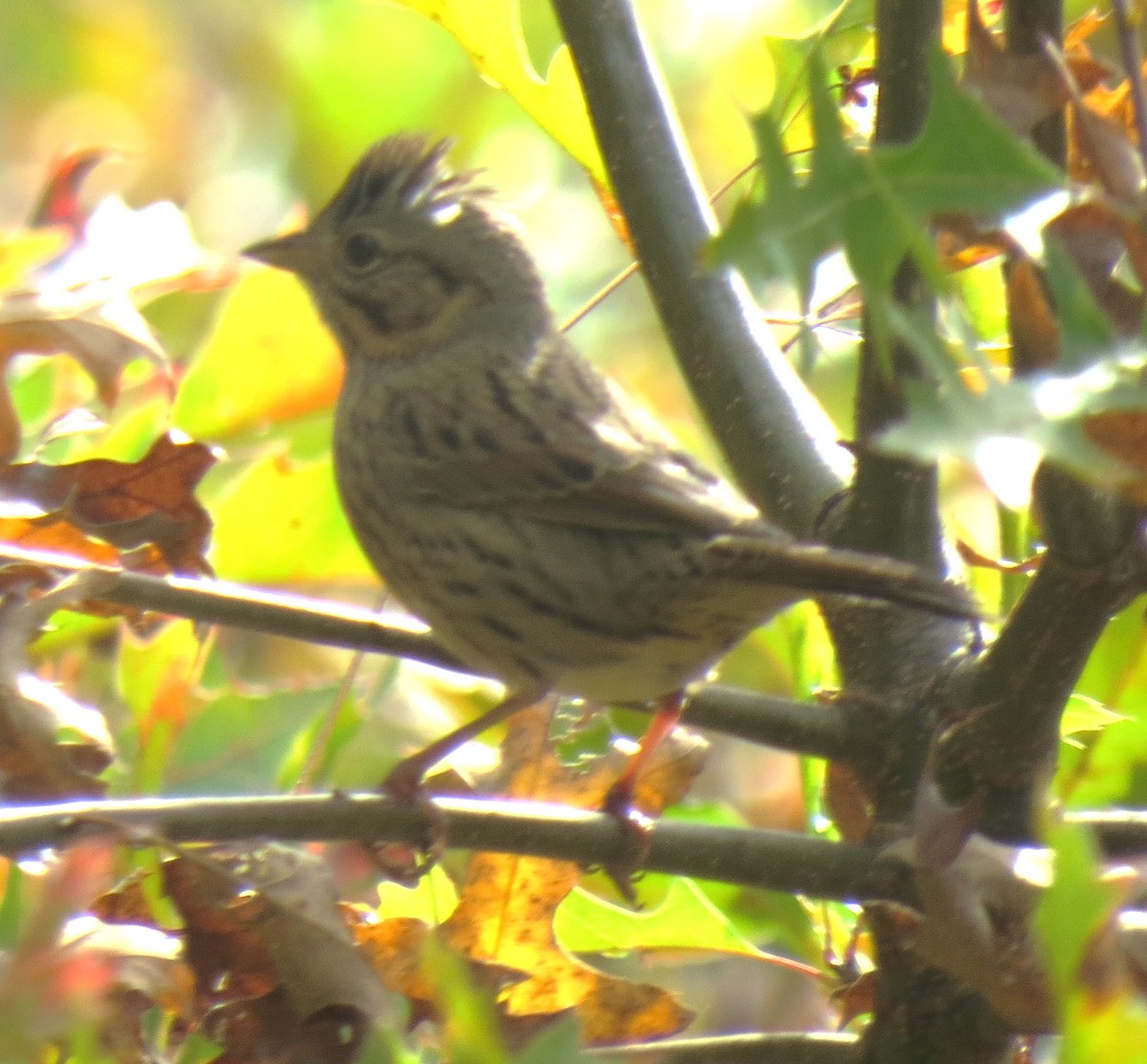 Lincoln's Sparrow - ML643844859