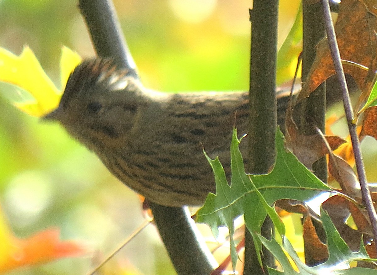 Lincoln's Sparrow - ML643844860